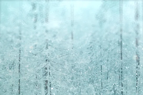 Invierno bosque nevado — Foto de Stock