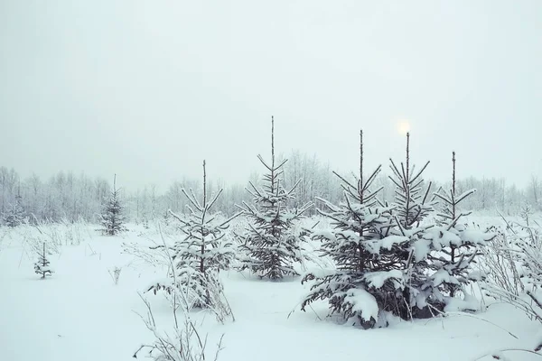 Bosque de invierno esmerilado — Foto de Stock