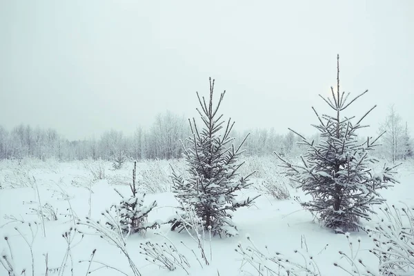 젊은 전나무 나무 크리스마스 풍경 — 스톡 사진
