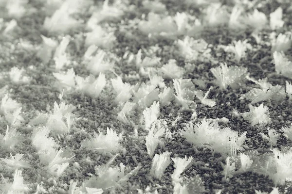 Winter nature in frost — Stock Photo, Image