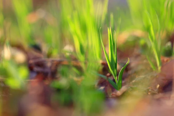 Φρέσκο πράσινο γρασίδι άνοιξη — Φωτογραφία Αρχείου