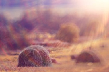 bir alandaki haystacks peyzaj