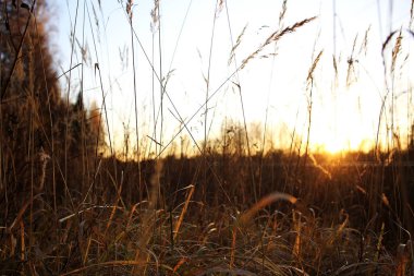 Kuru ot ile sevimli sonbahar arka plan 