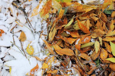 düşen sarı yapraklar