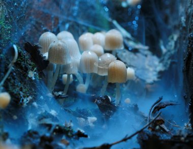 Zehirli mantar mantarı grup