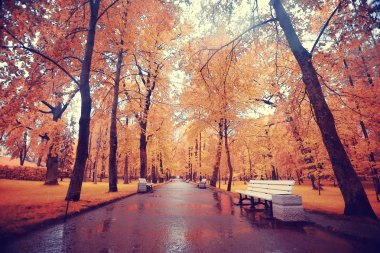 Şehir parkında sonbahar