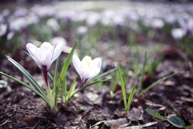 Genç çim yeşil sürgünler