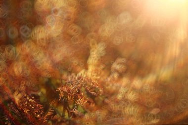 Sonbahar manzara bulanık