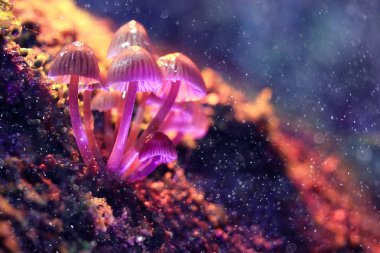Zehirli mantar mantarı grup