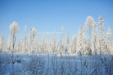 Doğa kış manzarası 