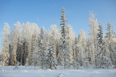 Doğa kış manzarası 