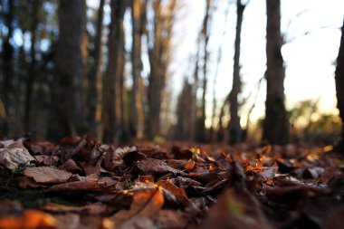 düşen sarı yapraklar