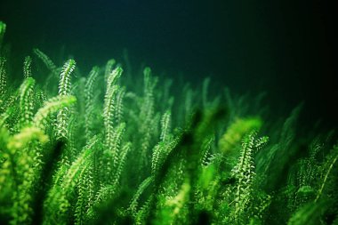 Underwater green algaes clipart