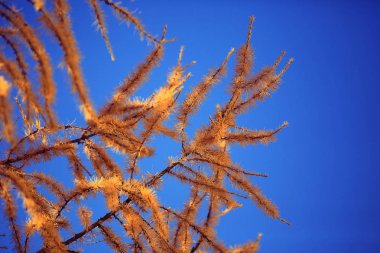 Sarı larch şubeleri