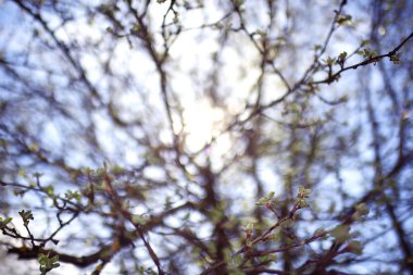 tomurcukları ve bir ağaç dalı bırakır