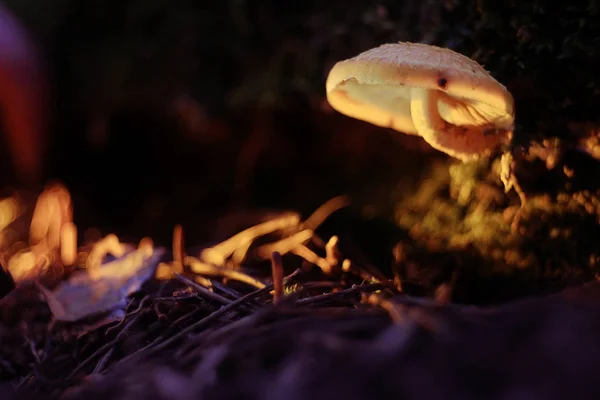 Small poisonous mushroom — Stock Photo, Image