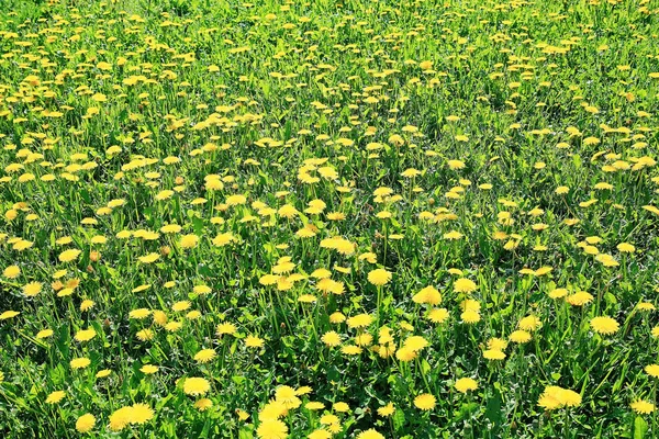 Flores de primavera en el campo —  Fotos de Stock