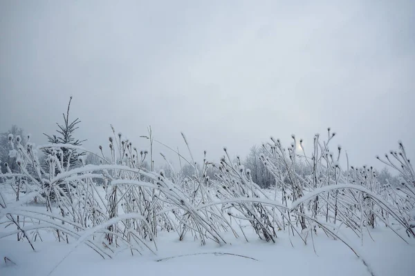 Winter forest frostat — Stockfoto