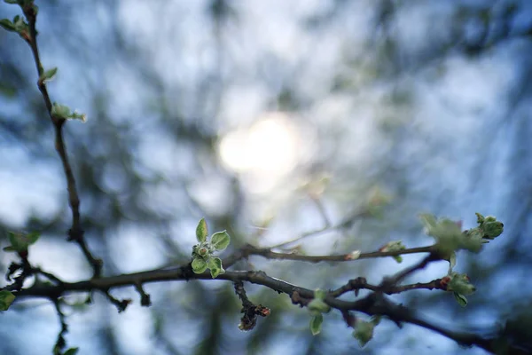 Lente takken met bladeren — Stockfoto