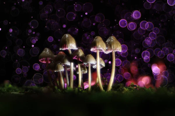 Pequenos cogumelos venenosos — Fotografia de Stock