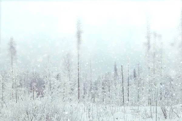 Inverno foresta innevata — Foto Stock