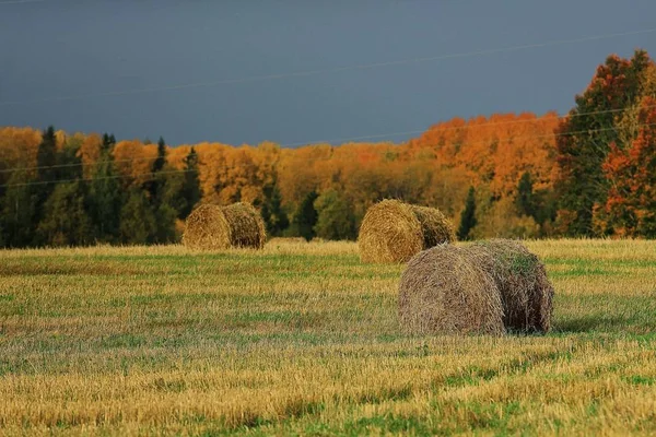 Пейзаж стовпів сіна в полі — стокове фото