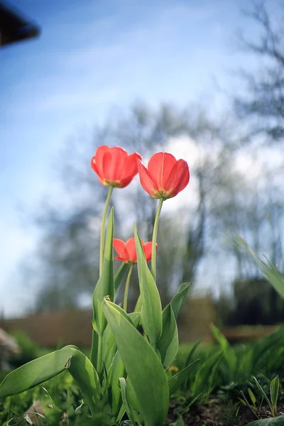 Lindas flores da primavera — Fotografia de Stock