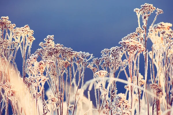 Verse sneeuw in de winter forest — Stockfoto