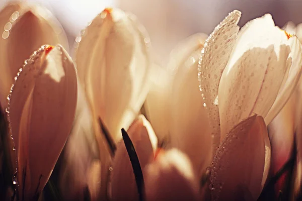 Wiosną bukiet białych kwiatów — Zdjęcie stockowe