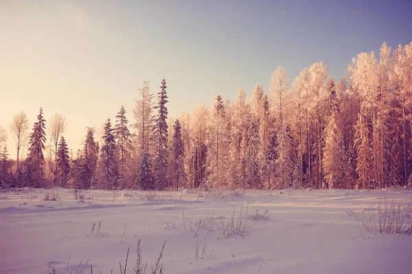 Mroźny zimowy ranek natura — Zdjęcie stockowe