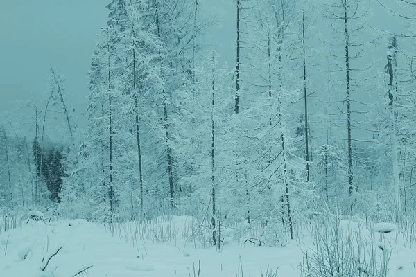 Inverno nevado paisagem — Fotografia de Stock