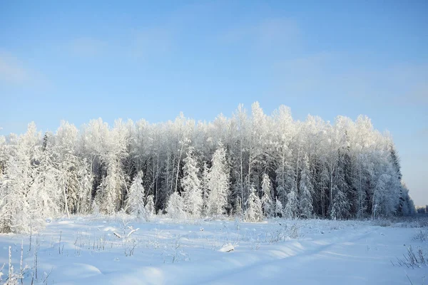 Forêt hivernale givrée — Photo