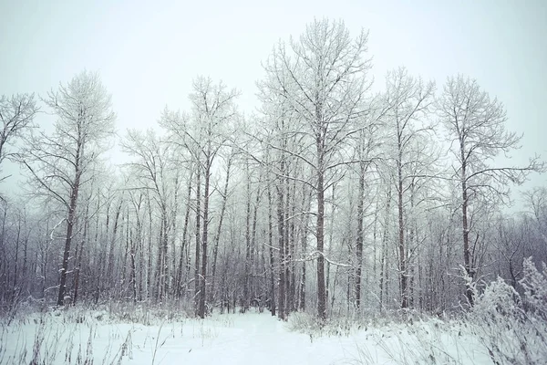 Winter forest frostat — Stockfoto