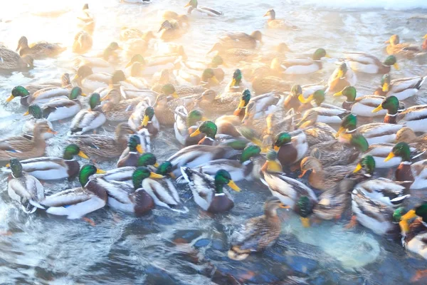Kış su birikintisi içinde yüzmeye ördekler — Stok fotoğraf