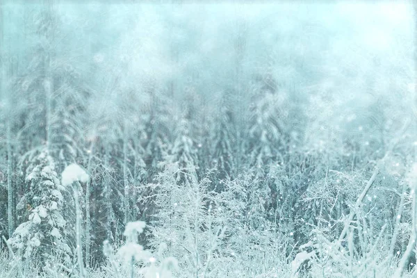 Zimowy las śnieżny — Zdjęcie stockowe