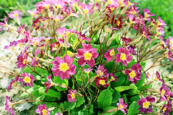 Renkli küçük kır çiçekleri — Stok fotoğraf