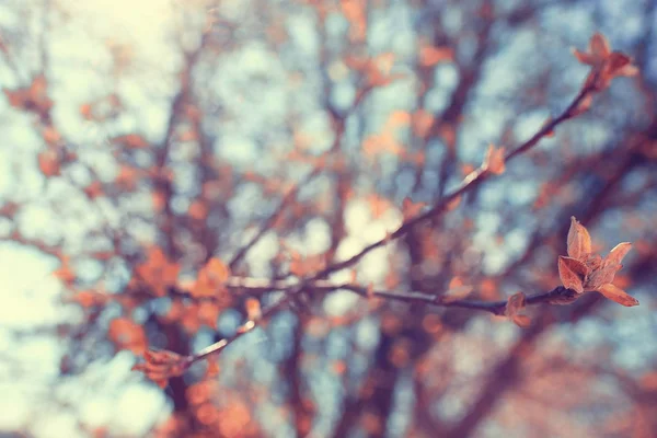 Ağaç dalları yaprakları ile bahar — Stok fotoğraf