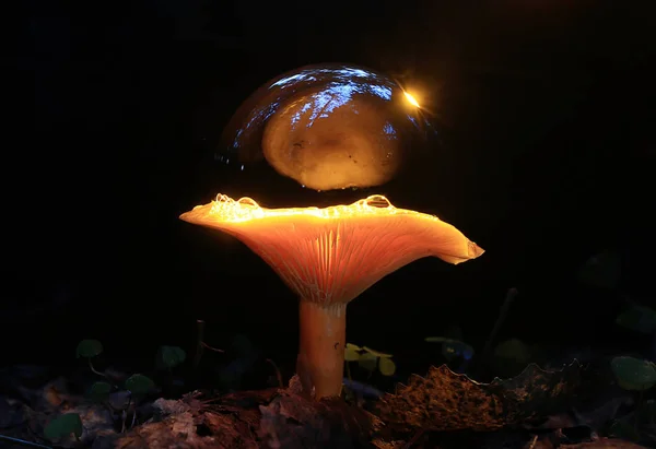 Cogumelos frescos com bolhas — Fotografia de Stock