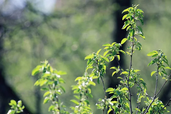 Jonge groene bladeren — Stockfoto