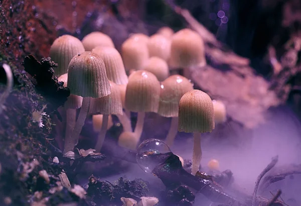 Grupo de toadstool de cogumelos venenosos — Fotografia de Stock