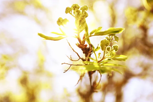 Botões e folhas em um galho de árvore — Fotografia de Stock