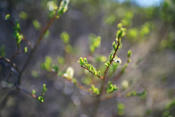 젊은 녹색 잎 — 스톡 사진