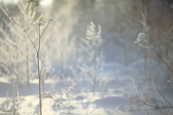 Forêt hivernale givrée — Photo