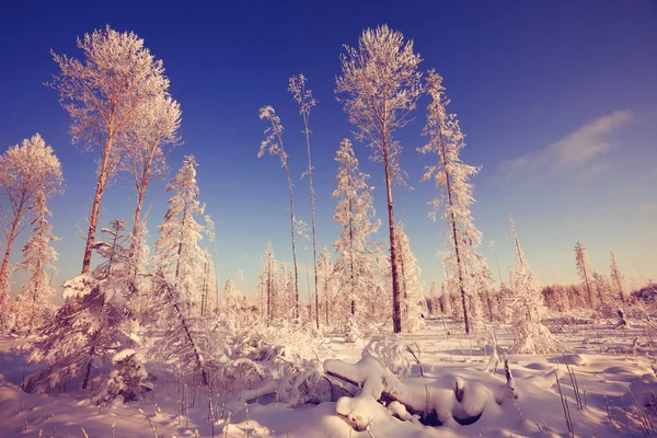 Zimní les matné — Stock fotografie