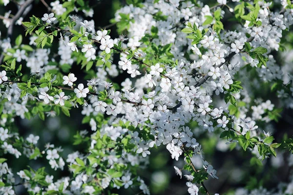 Jour de printemps lumineux — Photo