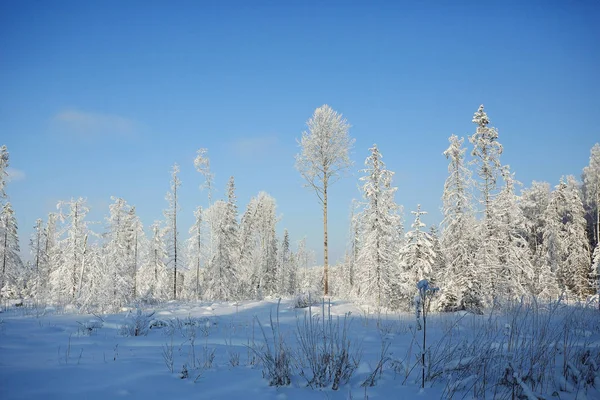 Natureza inverno paisagem — Fotografia de Stock