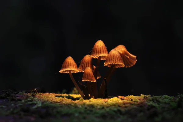 Petits champignons toxiques — Photo