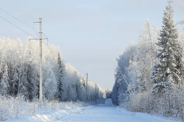 Floresta de inverno fosco — Fotografia de Stock