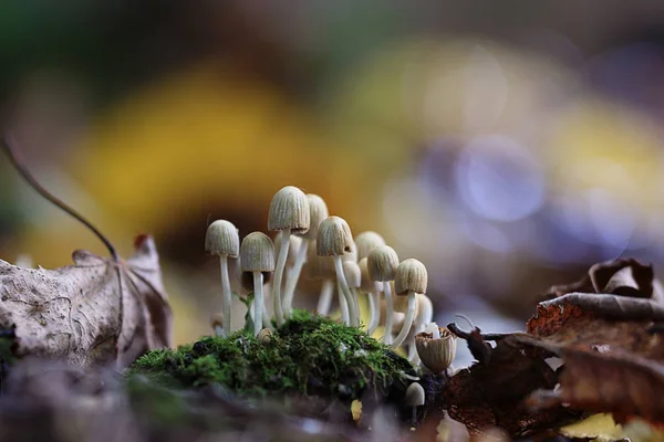 有毒蘑菇伞菌组 — 图库照片