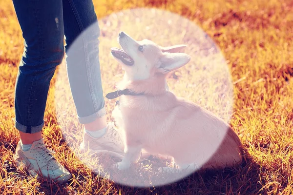 小さな犬が公園で遊んで — ストック写真